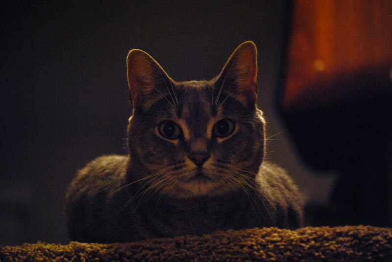 tagisu - tagtober - 1412568622-4332-510