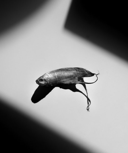 tagisu - tagtober - 1414454870-15398-482