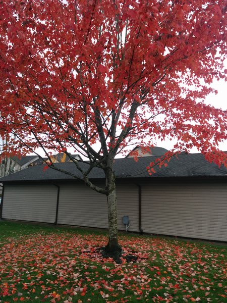 tagisu - tagtober - 1414795500-19352-976